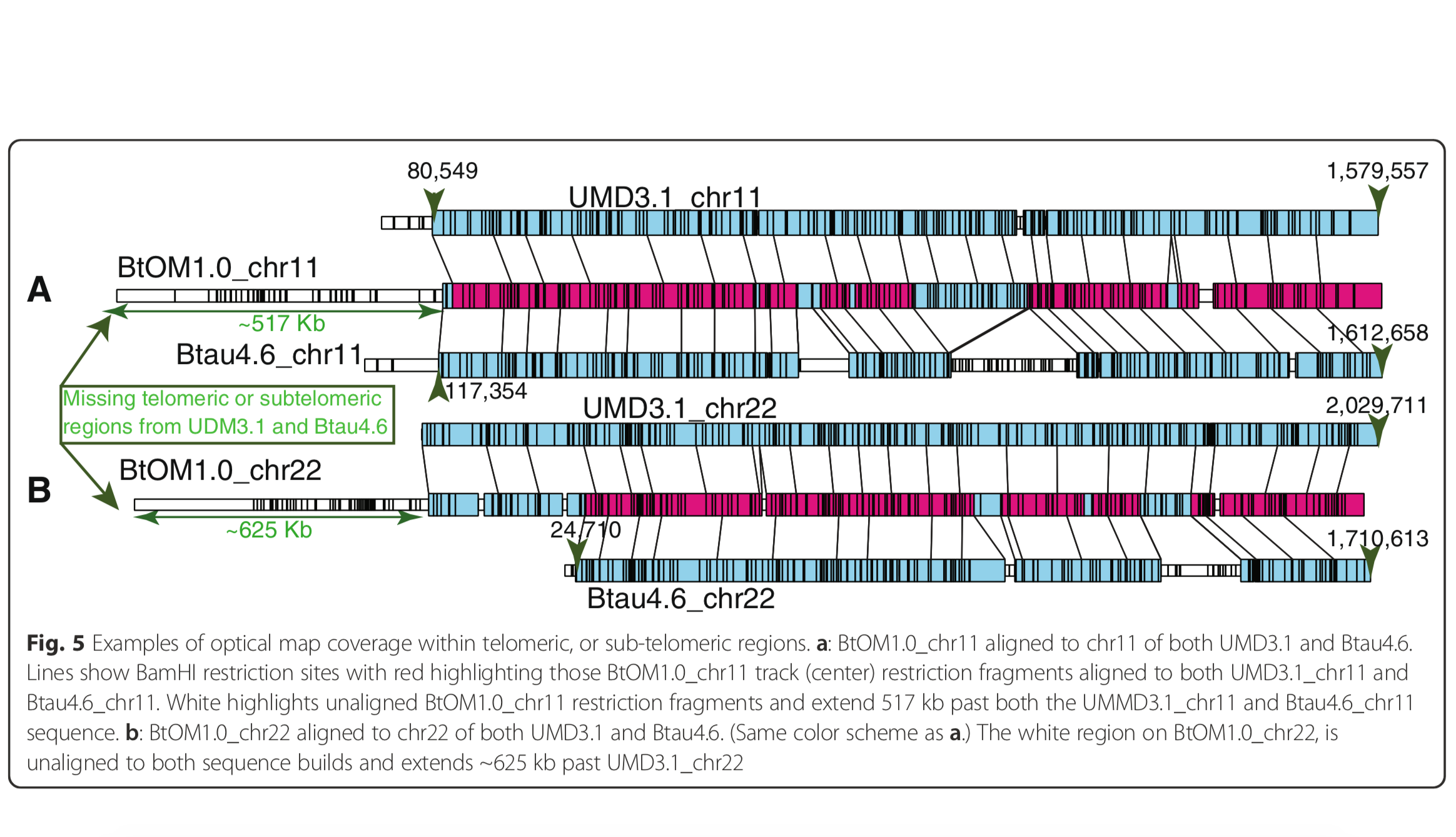 A clone-free, single molecule map of the domestic cow Bos taurus genome